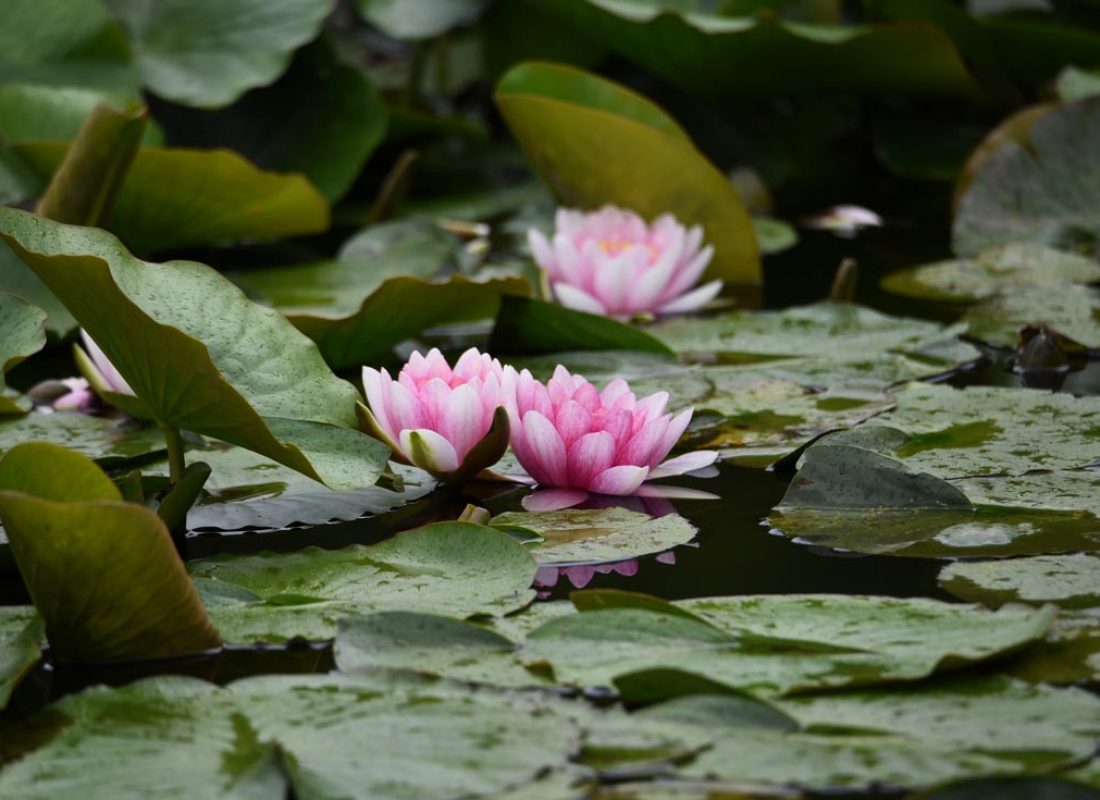 Water lilies blooming in the pond.