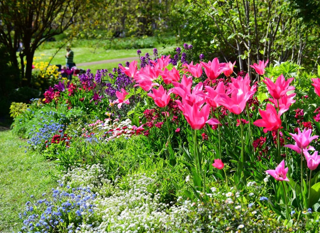 Colourful flowers